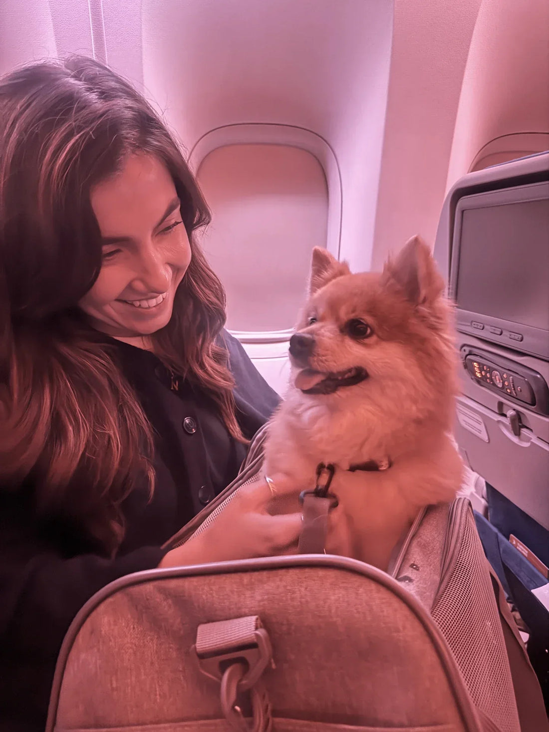 Bringing My Dog Rua from Dubai to Ireland: What I Did, What I Learned, and How It Went