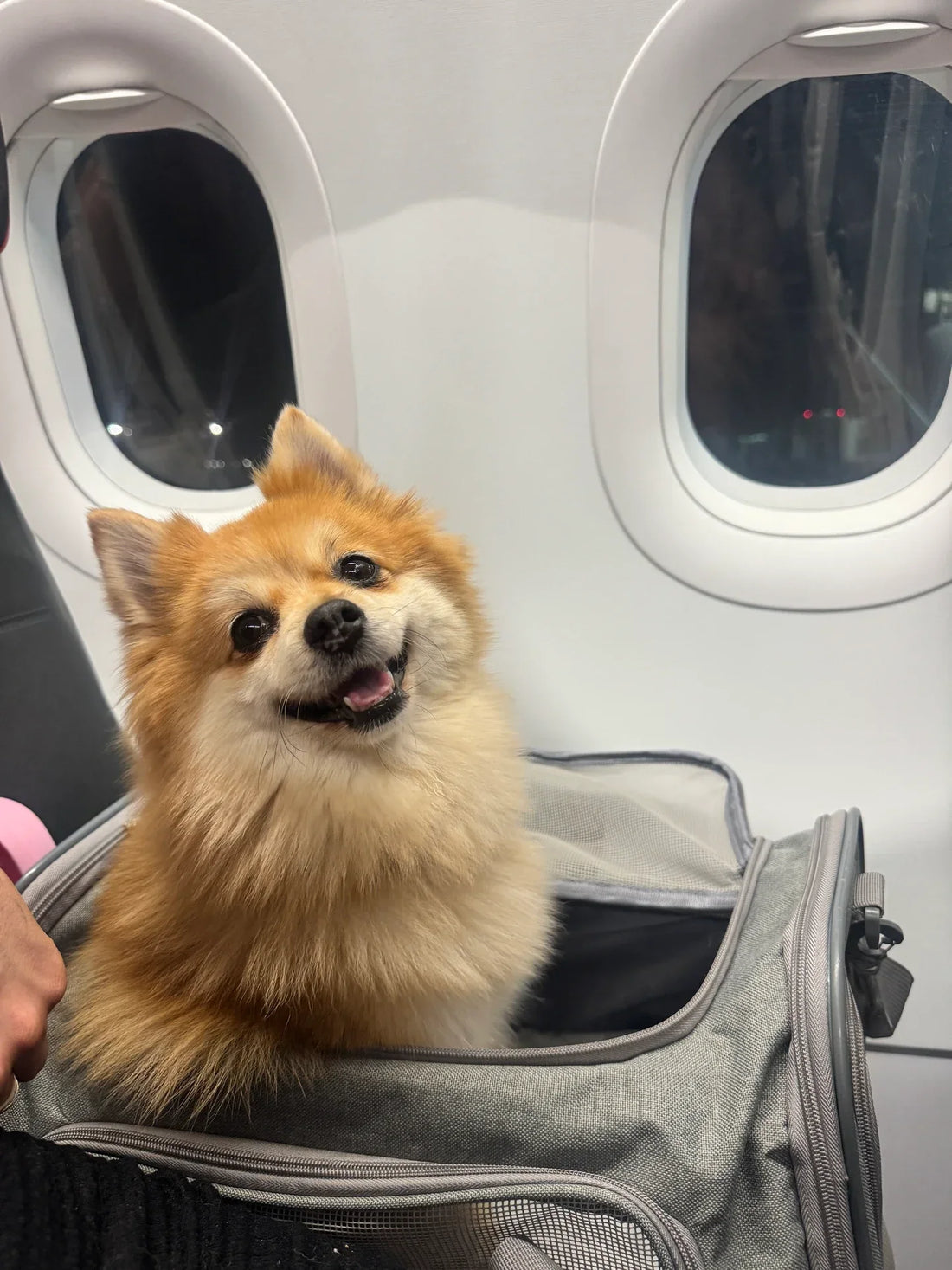 Bringing My Dog Back from Ireland into Abu Dhabi In-Cabin: What I Did, What I Learned, and How It Went